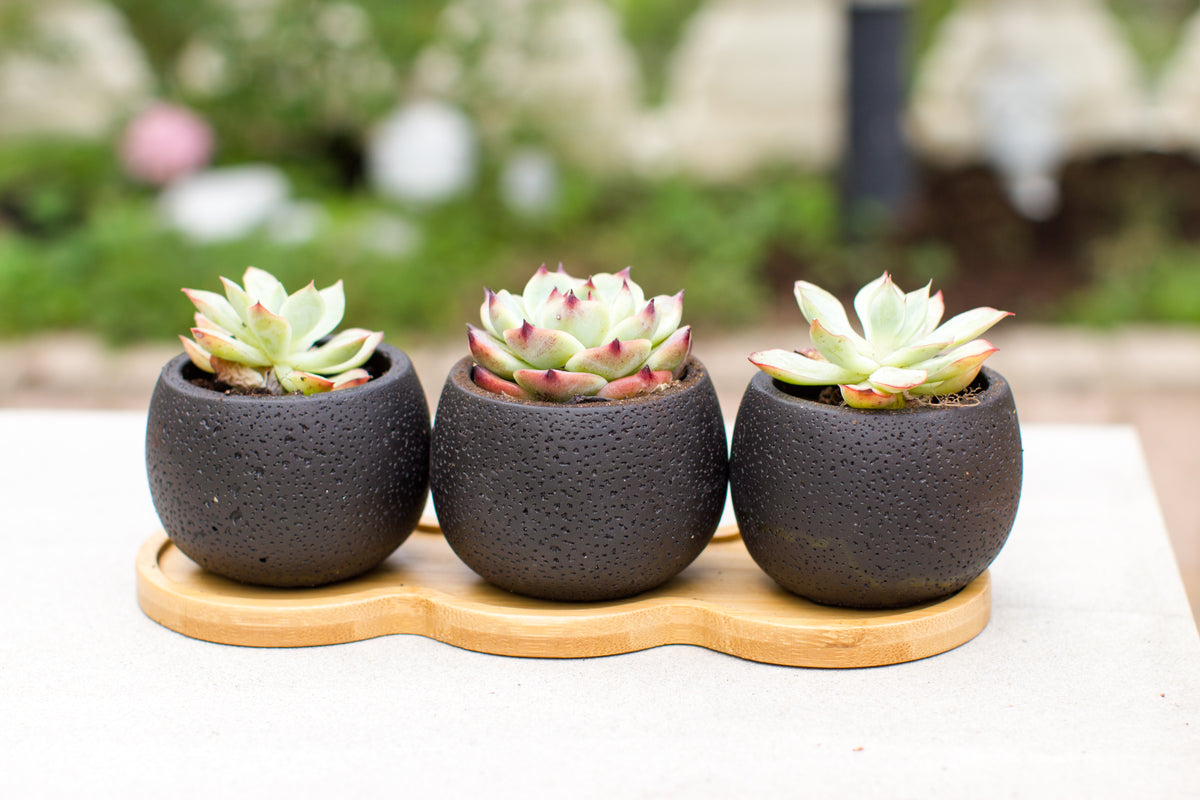 succulent pot set K-Cliffs Mini Black Cement Planter Pots with Bamboo Saucer Drainage Hole For Succulent Home Office Decor Wedding Centerpiece Plant Flowers 3 Pcs Set