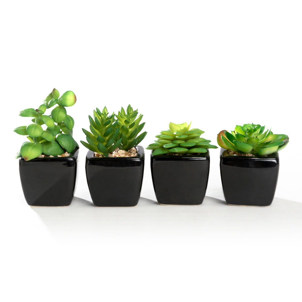 K-Cliffs Set of 4 Modern Mini Artificial Succulents Potted in Cube-Shape Black Ceramic Pots
