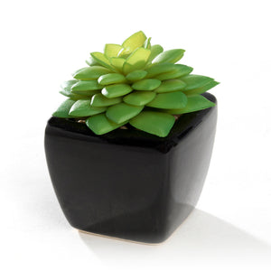 K-Cliffs Set of 4 Modern Mini Artificial Succulents Potted in Cube-Shape Black Ceramic Pots