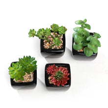 Load image into Gallery viewer, Mini K-Cliffs Artificial Succulent Green 4.3&quot; Potted Topiary Plants in White Cube Shape Pot 4 pieces Set