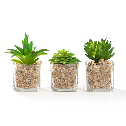 K-Cliffs Mini Artificial Succulents Potted in Modern Cube Clear Glass Pots 3pc Set