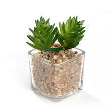 Load image into Gallery viewer, K-Cliffs Mini Artificial Succulent Plants Potted in Modern Cube Shape Clear Glass Pots 3pcs Set