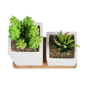 Faux Succulents in Square Shaped White Cement Pot with Saucer , Set of 2