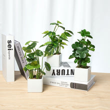Load image into Gallery viewer, Set of 3 Potted  Faux Tabletop Plants in White Ceramic Square Pots