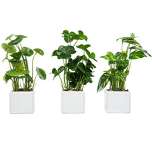 Load image into Gallery viewer, Set of 3 Potted Artificial Plants, Faux Tabletop Greenery with White Ceramic Square Pot