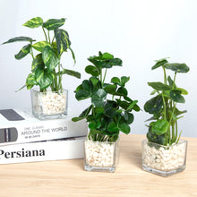 Load image into Gallery viewer, Set of 3 Potted Faux  Plants in Clear Glass Square Pots with Decorative White Stones