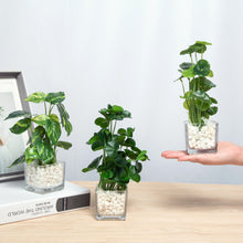 Load image into Gallery viewer, Set of 3 Potted Faux  Plants in Clear Glass Square Pots with Decorative White Stones