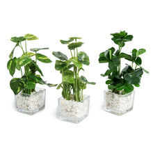 Load image into Gallery viewer, Set of 3 Potted Artificial Plants, Faux  Greenery in Clear Glass Square Pot with Decorative White Stones