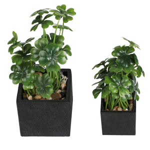 Artificial Desktop Plant Faux Tabletop Greenery in Square Black Cement Plant pots for Office and Home décor, Set of 2