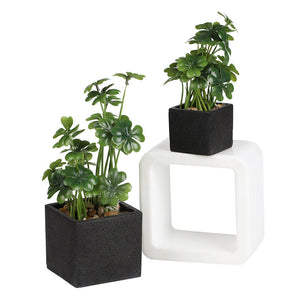 Artificial Desktop Plant Faux Tabletop Greenery in Square Black Cement Plant pots for Office and Home décor, Set of 2