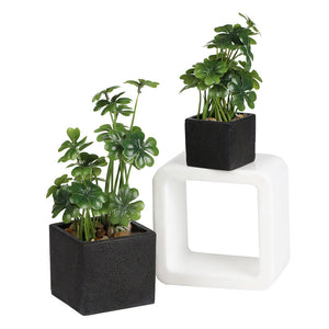 K-Cliffs Faux Tabletop Greenery in Square Black Cement Planted Pots, Set of 2
