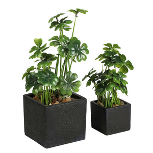 Artificial Desktop Plant Faux Tabletop Greenery in Square Black Cement Plant pots for Office and Home décor, Set of 2