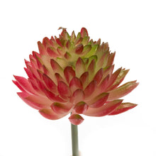 Load image into Gallery viewer, K-Cliffs 10pcs Artificial Mini Succulents Faux Cactus Plants Unpotted