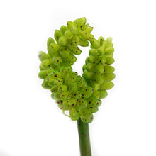 Load image into Gallery viewer, K-Cliffs 10pcs Artificial Mini Succulents Faux Cactus Plants Unpotted