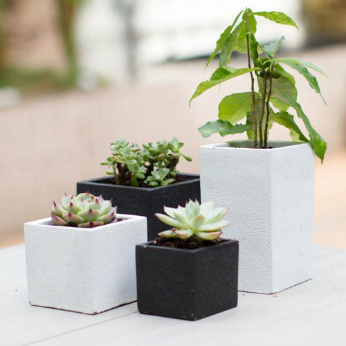 Set of 4 pc Square Succulent Planter Pots Black and White Cement