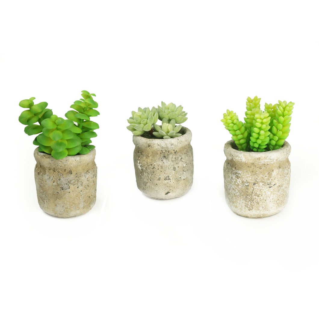 rare succulent live plants K-Cliffs