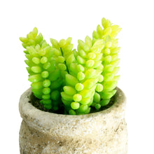 Load image into Gallery viewer, Set of 3 Realistic Faux Succulent Plants in Cement Pot Planter