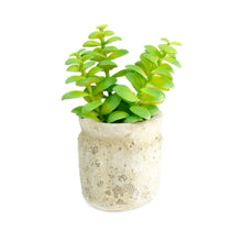Load image into Gallery viewer, Set of 3 Realistic Faux Succulent Plants in Cement Pot Planter