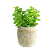 Load image into Gallery viewer, Set of 3 Realistic Faux Succulent Plants in Cement Pot Planter