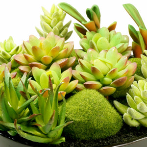 K-Cliffs Large Round Faux Succulent Planter with Moss Cactus Aloe Vera