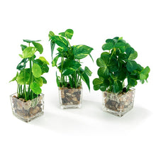 Load image into Gallery viewer, Set of 3 9.5&quot; Faux Pilea Peperomioides Clovers in glass square planters / artificial plant
