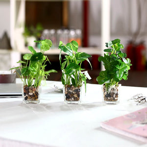 Set of 3 9.5" Faux Pilea Peperomioides Clovers in glass square planters / artificial plant