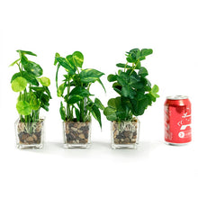 Load image into Gallery viewer, Set of 3  9.5&quot; Faux Pilea Peperomioides Clovers in glass square planters