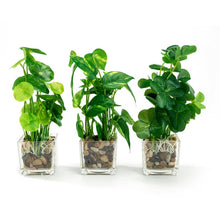 Load image into Gallery viewer, Set of 3 9.5&quot; Faux Pilea Peperomioides Clovers in glass square planters / artificial plant