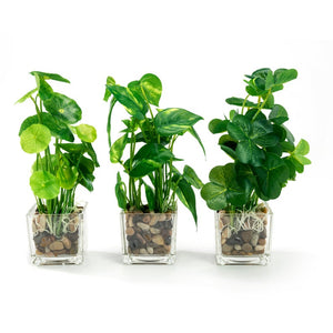 Set of 3  9.5" Faux Pilea Peperomioides Clovers in glass square planters