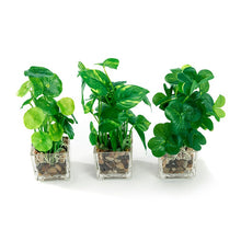 Load image into Gallery viewer, Set of 3  9.5&quot; Faux Pilea Peperomioides Clovers in glass square planters
