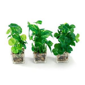 Set of 3 9.5" Faux Pilea Peperomioides Clovers in glass square planters / artificial plant