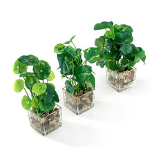 Load image into Gallery viewer, Set of 3  9.5&quot; Faux Pilea Peperomioides Clovers in glass square planters